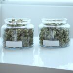 Mastering Burping Curing Jars Cannabis for Optimal Flavor and Potency