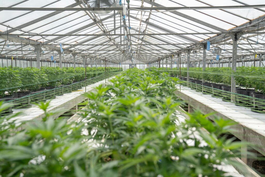Understanding Taproot Development in Cannabis Seeds and Seedlings
