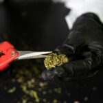 Exploring the Best Techniques for Making Cannabis Scissor Hash