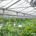 Inline Fan: The Essential Guide to Using an Inline Fan in Cannabis Cultivation