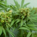 How to Use Cannabis Lecithin for Maximum Potency