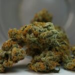 Understanding the Route of Administration Cannabis for Effective Use