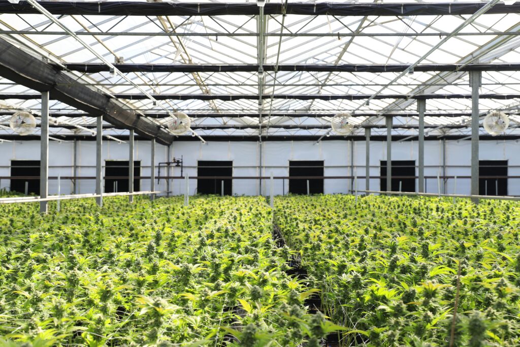 Understanding the Cannabis Light Cycle: A Guide for Indoor Growers