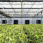 Understanding the Cannabis Light Cycle: A Guide for Indoor Growers