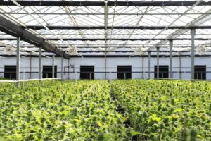 Understanding the Cannabis Light Cycle: A Guide for Indoor Growers