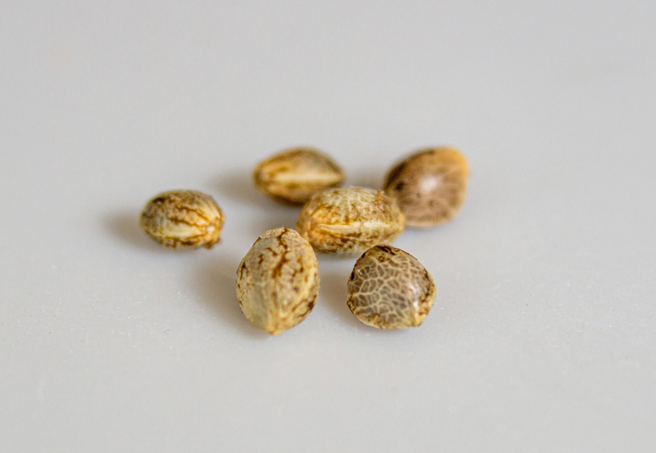Autoflowering Seeds: Everything You Need to Know