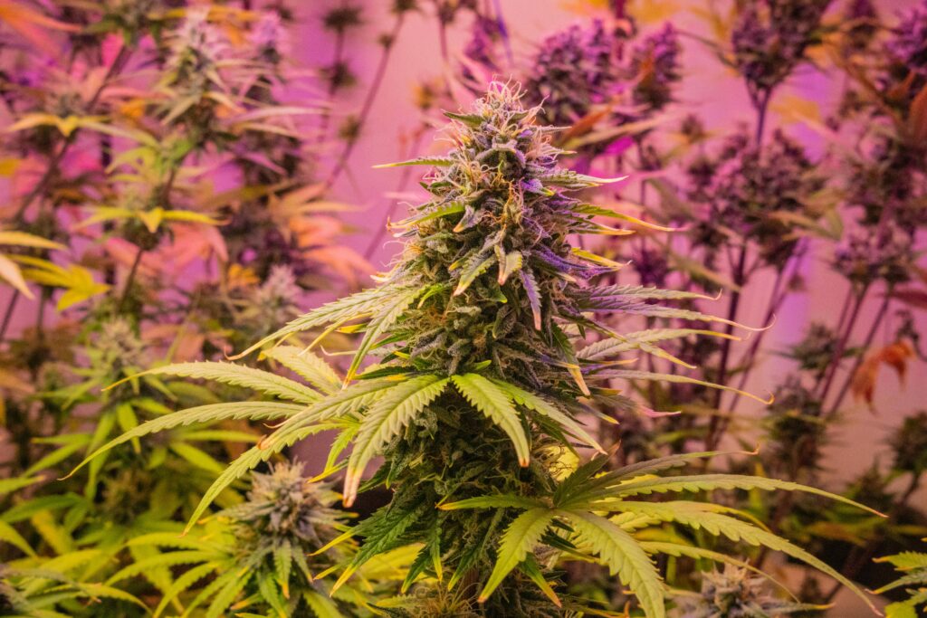 Ballast: Essential Guide to Ballast in Cannabis Cultivation for Optimal Growth