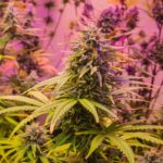 Ballast: Essential Guide to Ballast in Cannabis Cultivation for Optimal Growth