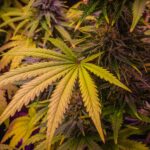 Understanding Cannabis Chlorosis: Causes and Solutions