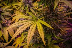 Understanding Cannabis Chlorosis: Causes and Solutions