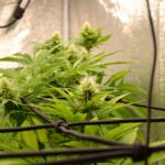 Mastering the Cannabis Seedling Stage: Tips for Every Cannabis Plant Grower