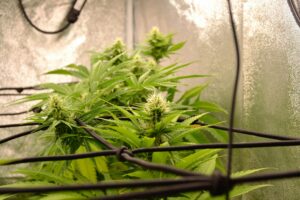 Mastering the Cannabis Seedling Stage: Tips for Every Cannabis Plant Grower