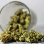 Terpene Myrcene: Exploring Its Aroma and Benefits in Cannabis