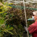 Mastering the Cannabis Scrog: A Complete Guide to the Screen of Green Method