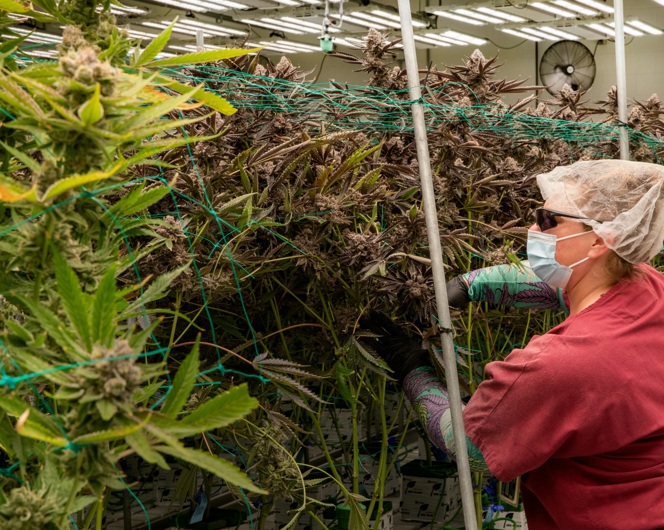 Mastering the Cannabis Scrog: A Complete Guide to the Screen of Green Method