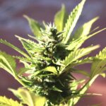 Supercropping Cannabis: Techniques for Successful Cultivation