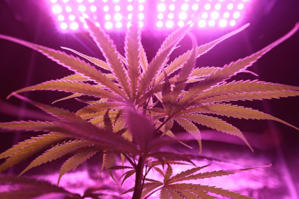 Why LED Grow Light Matter for Cannabis Growth