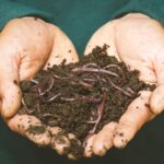 Using Worm Castings as Organic Fertilizer for Growing Cannabis