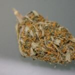 What Is Ganja and Why Is It Popular in Cannabis Culture?