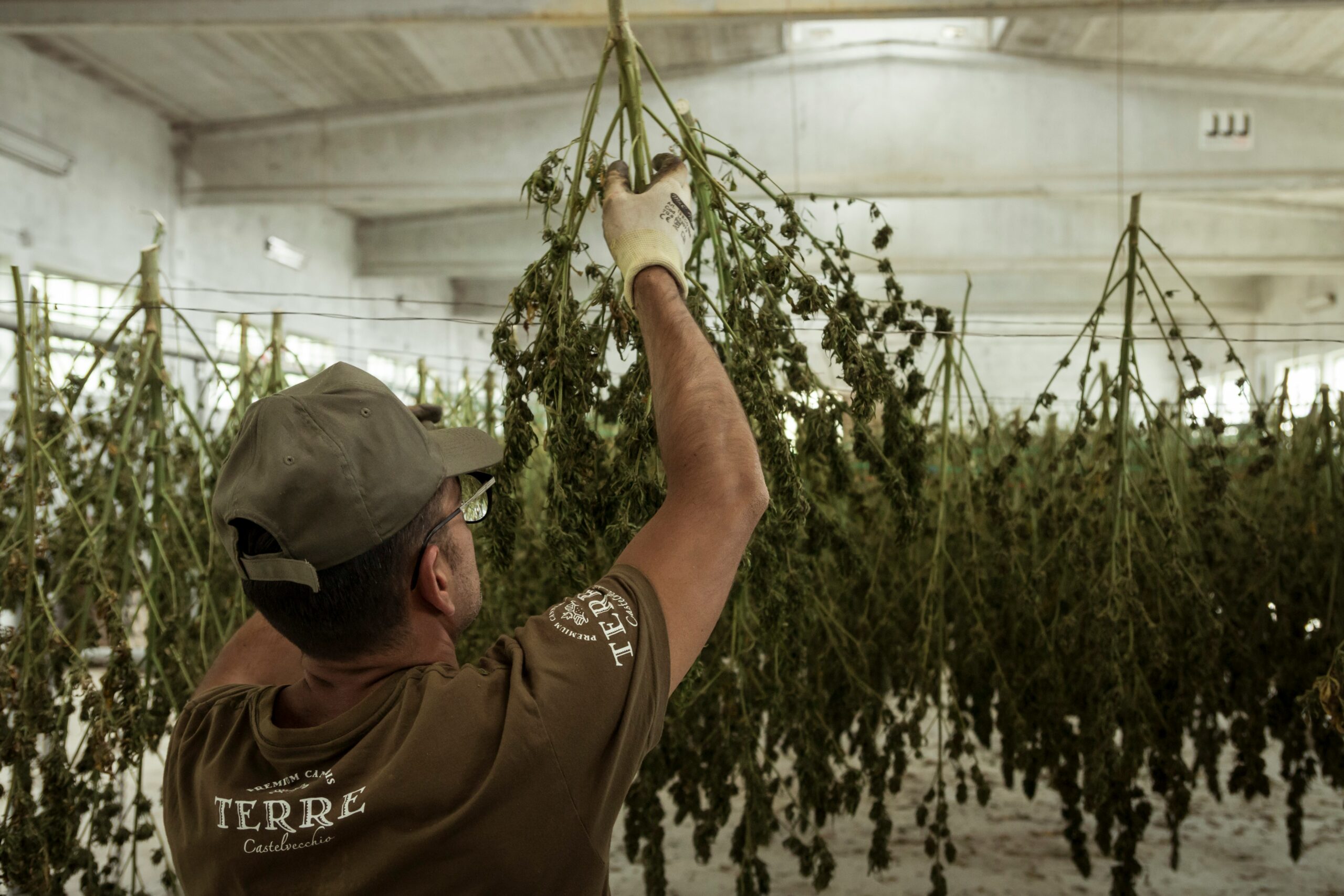 Essential Guide to Cannabis Drying: Best Practices for Quality Bud