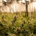 Delta-9 THC Extraction Methods: Key Techniques and Benefits