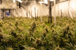 Delta-9 THC Extraction Methods: Key Techniques and Benefits