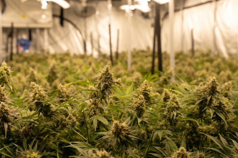 Delta-9 THC Extraction Methods: Key Techniques and Benefits