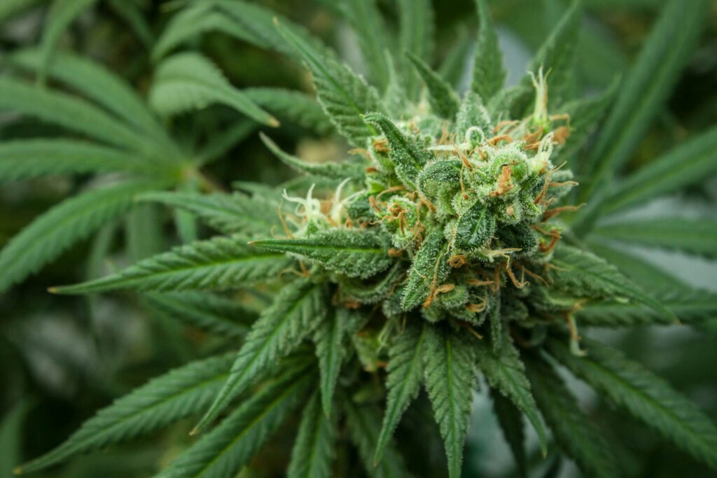 Cannabis Whiteflies: A Guide to Identifying and Managing These Pests