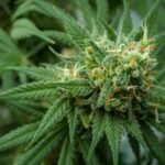 Cannabis Whiteflies: A Guide to Identifying and Managing These Pests