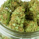 Understanding Cannabis Beta Caryophyllene: Benefits and Uses Explained