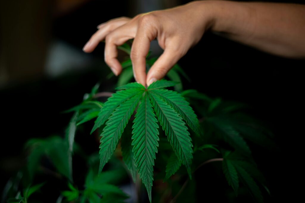 The Role of an Oscillating Fan in Cannabis Cultivation