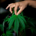 The Role of an Oscillating Fan in Cannabis Cultivation