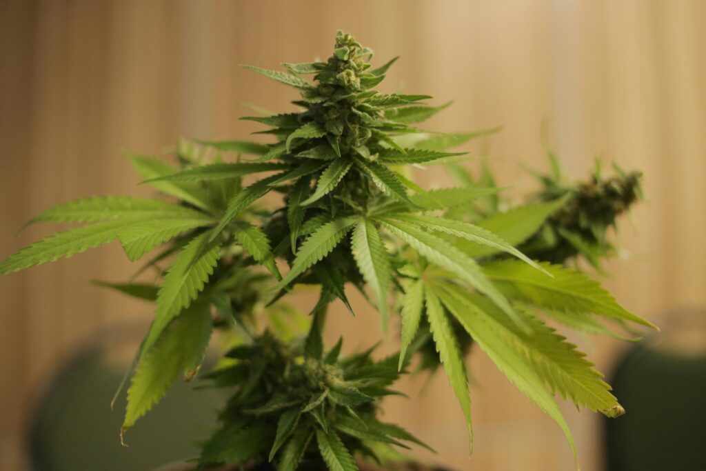 Understanding Cannabis Beta Caryophyllene