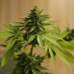 Understanding Cannabis Beta Caryophyllene