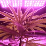 Cannabis High-Pressure Sodium (HPS) Lights