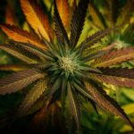 Understanding Magnesium Deficiency in Cannabis