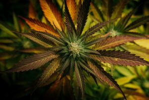 Understanding Magnesium Deficiency in Cannabis