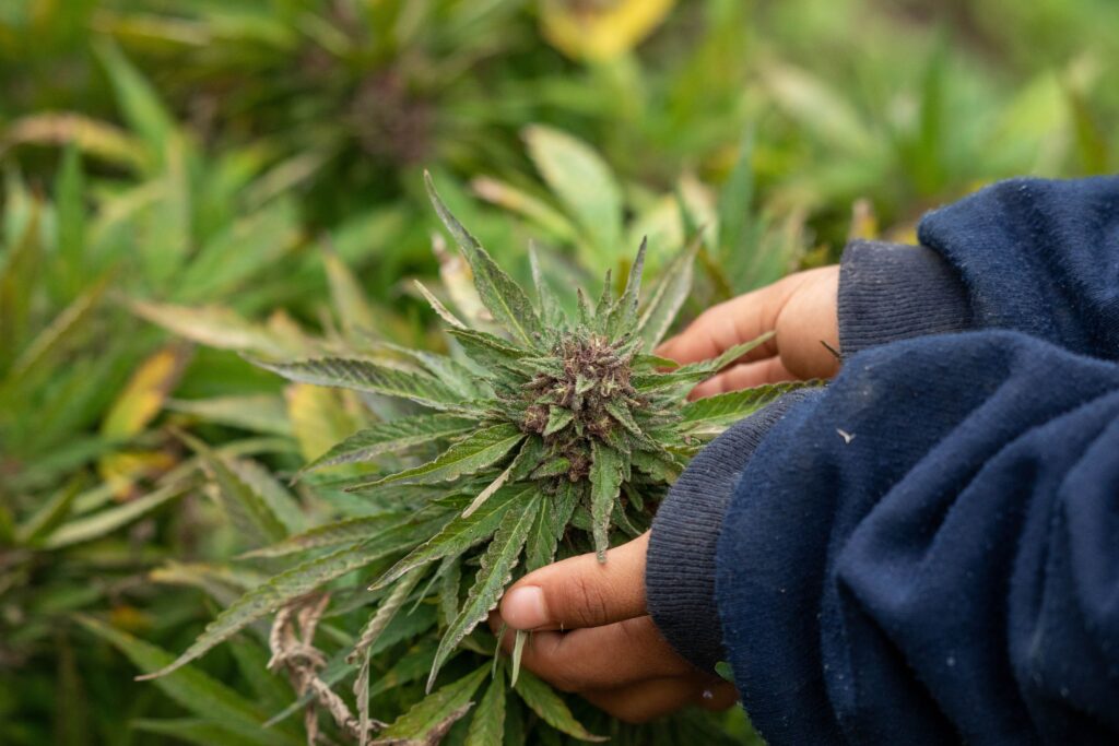 Mastering the Clone Dome in Cannabis Cultivation for Optimal Growth