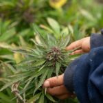 Mastering the Clone Dome in Cannabis Cultivation for Optimal Growth