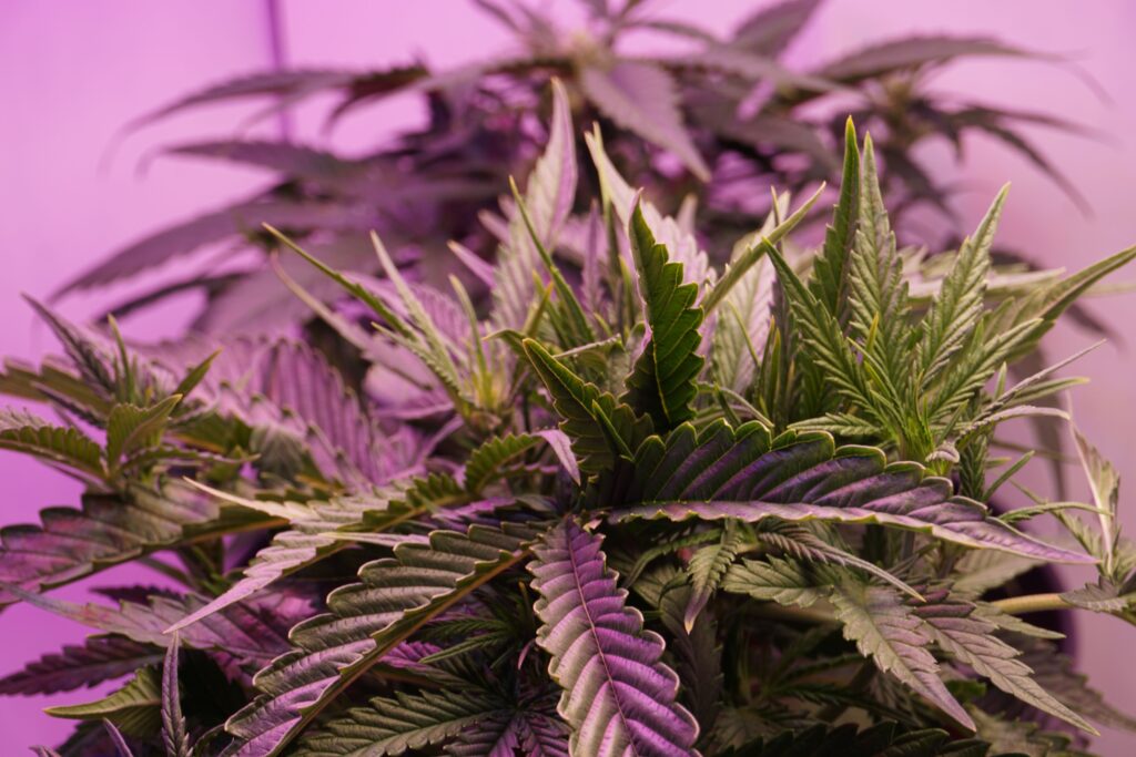 How the Endocannabinoid System Interacts with CBD and THC