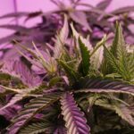 How the Endocannabinoid System Interacts with CBD and THC