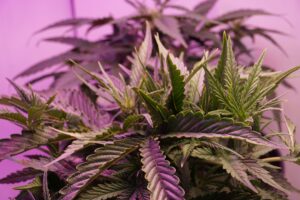 How the Endocannabinoid System Interacts with CBD and THC
