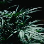 Cannabis in Cultural Rituals: Ancient Traditions, Spiritual Practices & Modern Celebrations
