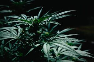 Cannabis in Cultural Rituals: Ancient Traditions, Spiritual Practices & Modern Celebrations