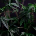 How Cannabis Chemotype Shapes Different Cannabis Strains