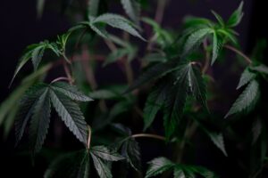 How Cannabis Chemotype Shapes Different Cannabis Strains