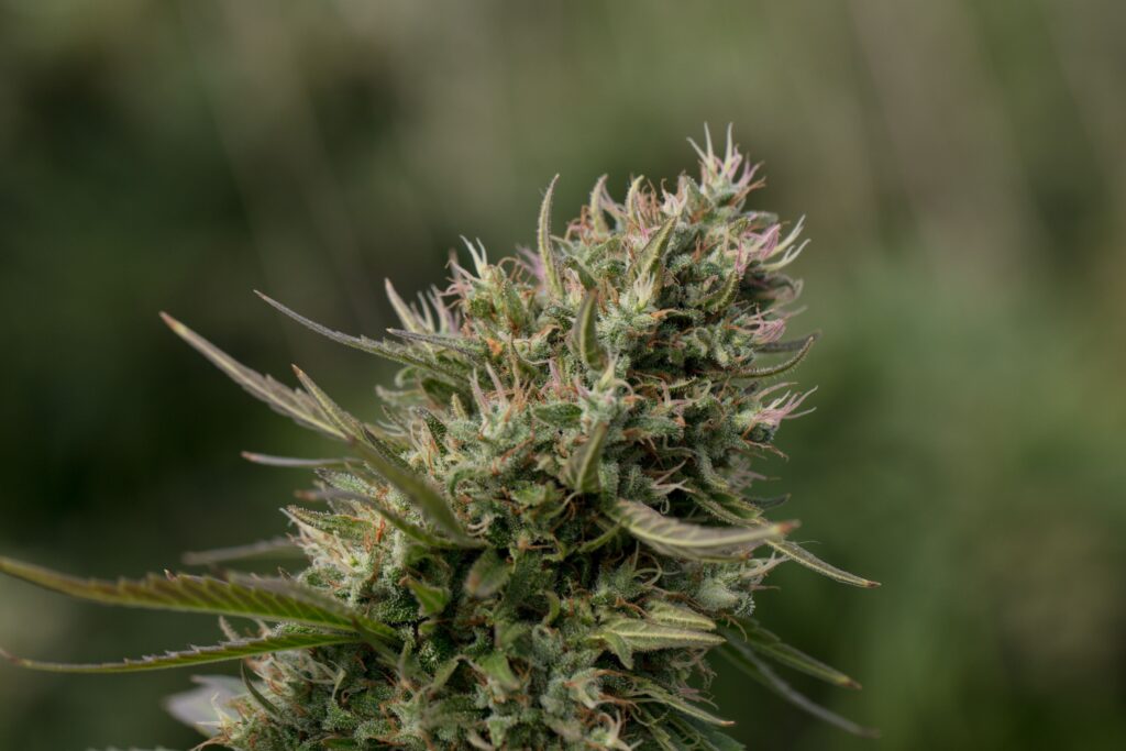 How to Choose the Right Delta-9 THC Product for Your Needs