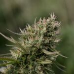 How to Choose the Right Delta-9 THC Product for Your Needs
