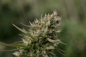 How to Choose the Right Delta-9 THC Product for Your Needs