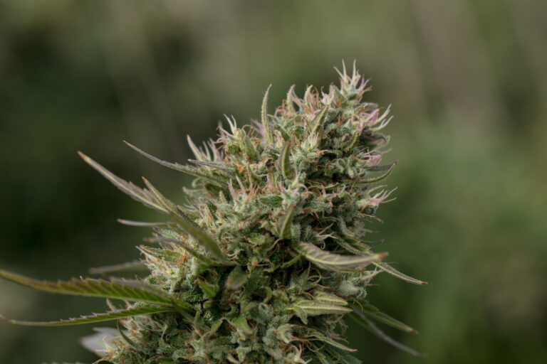 How to Choose the Right Delta-9 THC Product for Your Needs